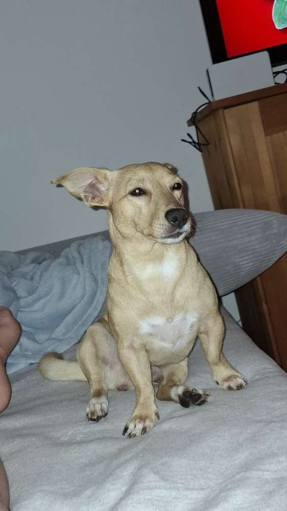 Hundetreffen-Balu sucht neue Spielfreunde& Gassifreunde-Profilbild