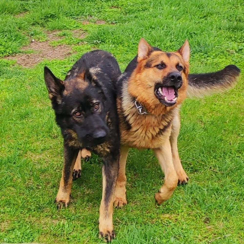 Hundetreffen-Hundetreffen in Eving und Umgebung-Profilbild