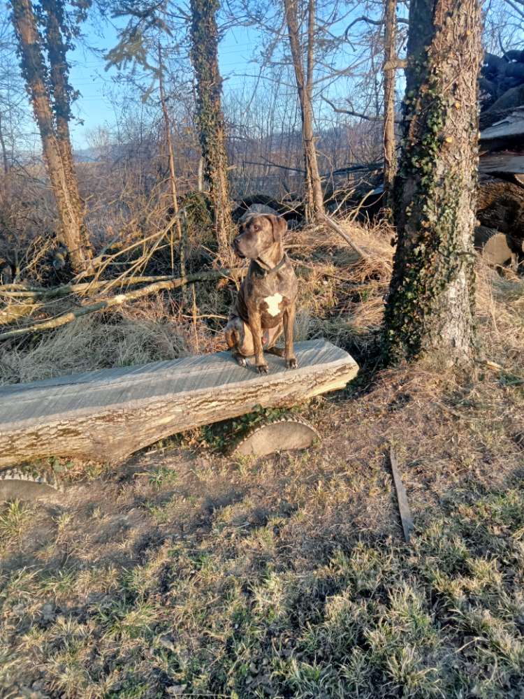 Hundetreffen-Spazieren und Spielen-Profilbild