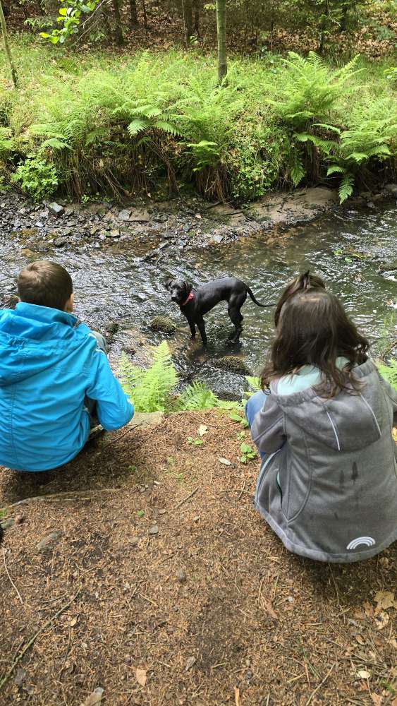 Hundetreffen-Treffen Landkreis Bautzen-Profilbild
