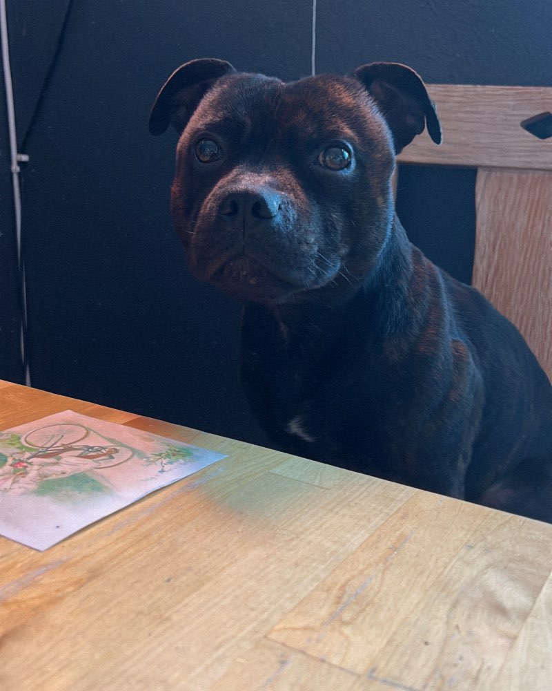 Hundetreffen-Trainings Runde für unkastrierten Pöbler-Profilbild