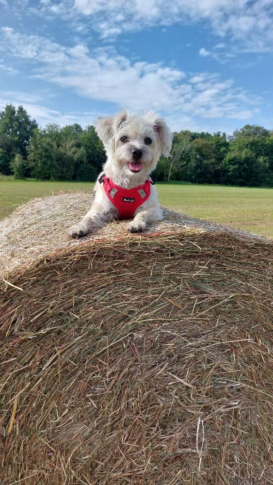 Hundetreffen-Kleine Liebe Hunde gesucht-Profilbild