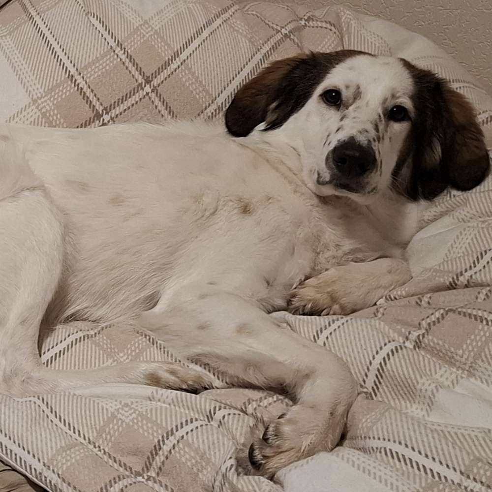 Hundetreffen-Gassirunde und spielen mit Hikari-Profilbild