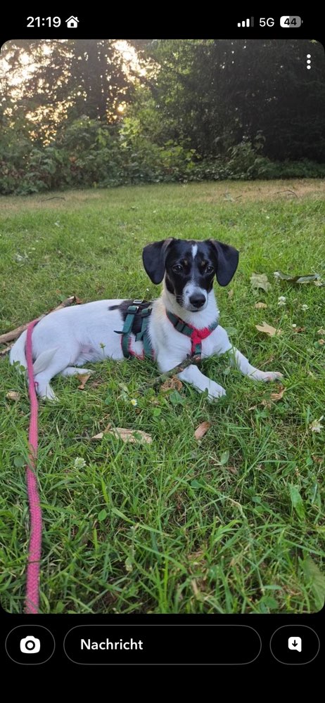 Hundetreffen-🐾 Nami sucht ihre Bande! 🐶🌲-Profilbild