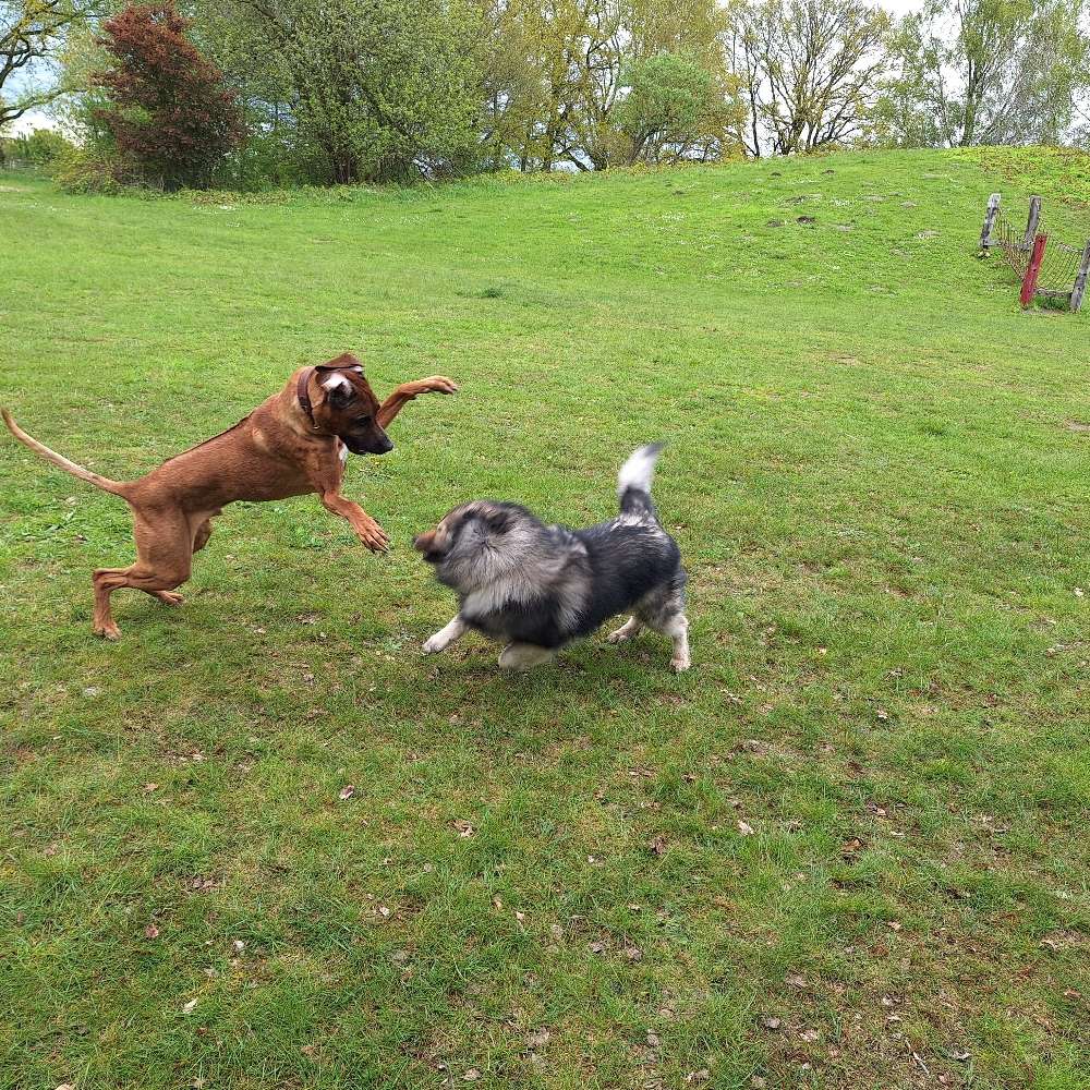 Hundetreffen-Oskar sucht idealerweise kumpelinen zum toben-Profilbild