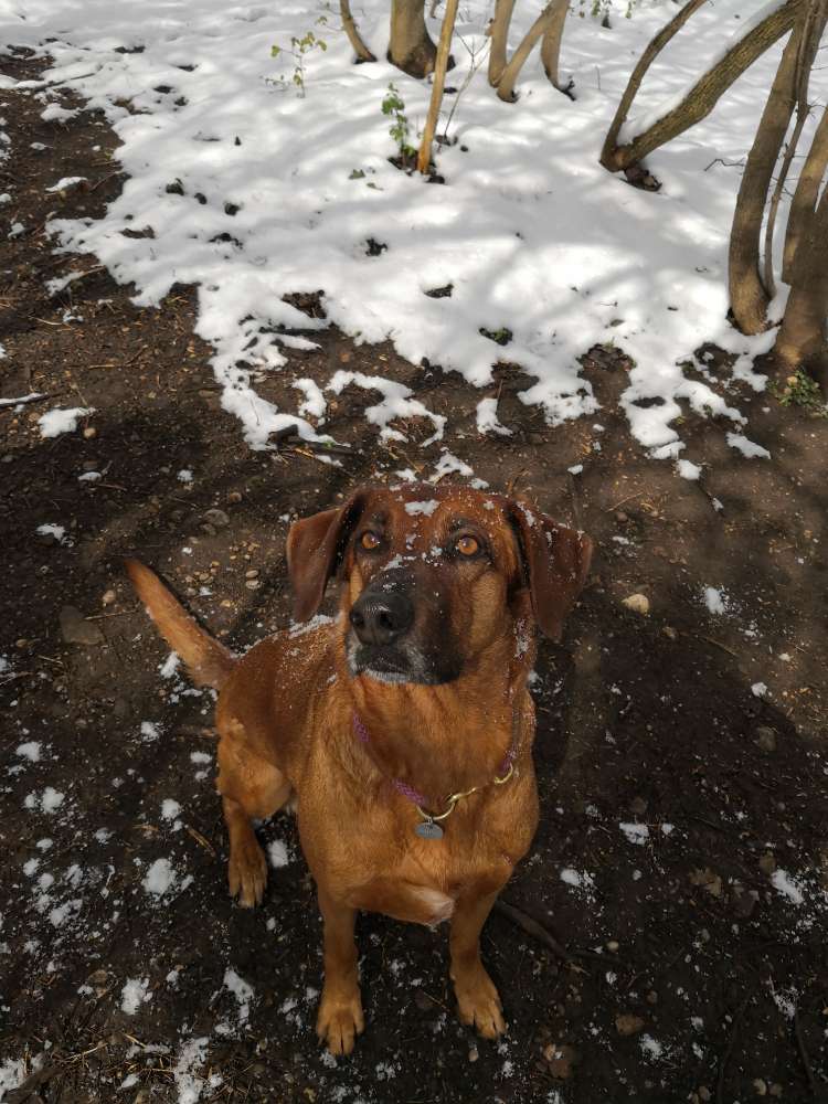 Hundetreffen-Social walk für Hund und Mensch :)-Profilbild