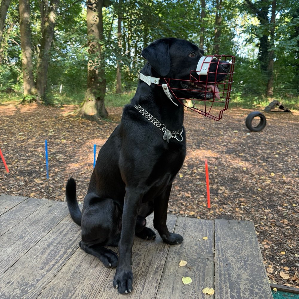 Hundetreffen-Rommel sucht Spielkameraden-Profilbild
