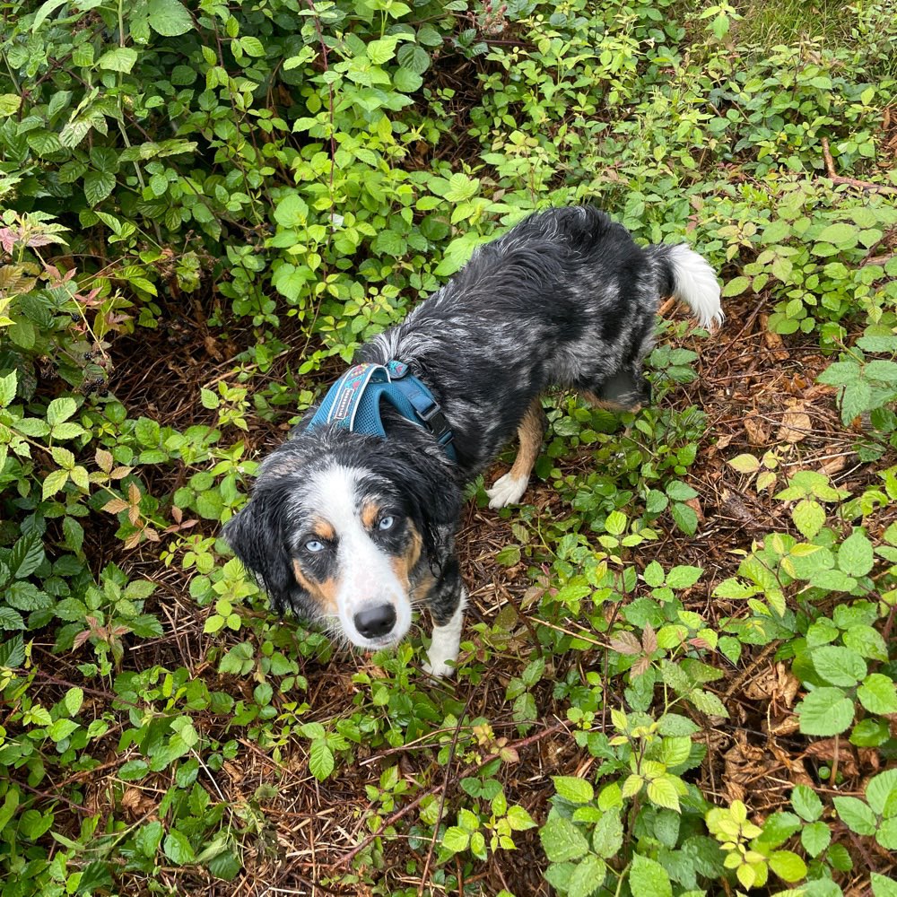 Hundetreffen-Spazier- & Spielrunde-Profilbild