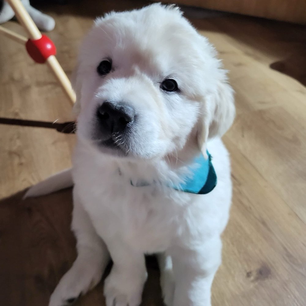 Hundetreffen-Sozialisierungstreffen im BGL ab Februar 2026-Profilbild