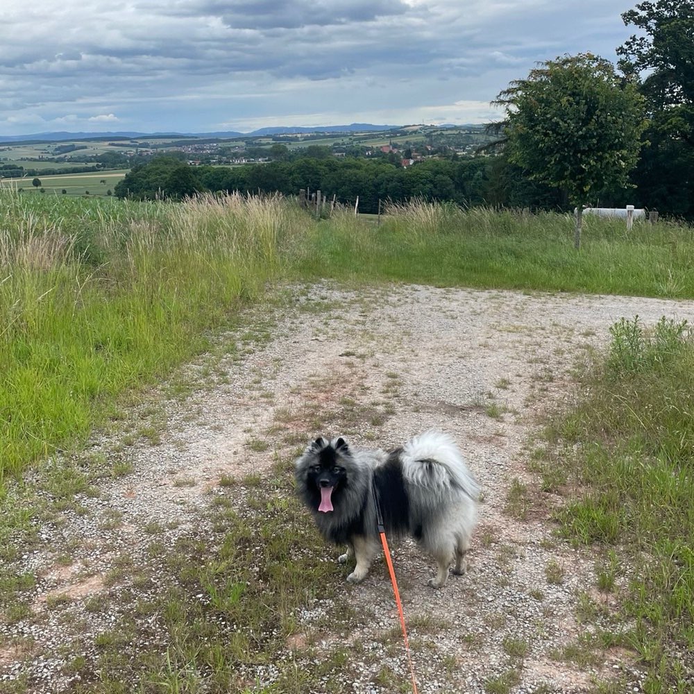 Hundetreffen-Spielen/Gassi/Hundekontakt-Profilbild