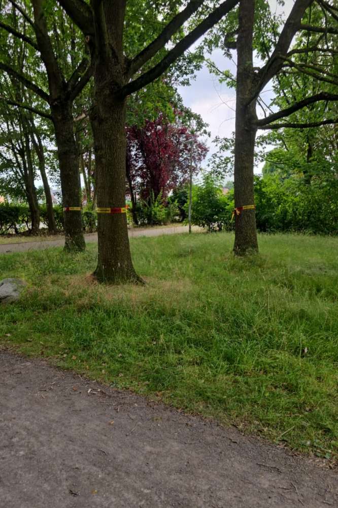 Giftköder-Eichen-Prozessionsspinner-Profilbild
