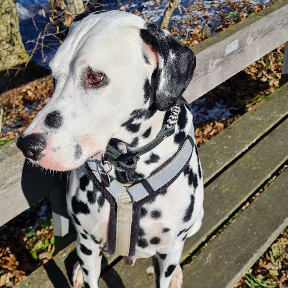 Hundetreffen-Gassitreff-Profilbild