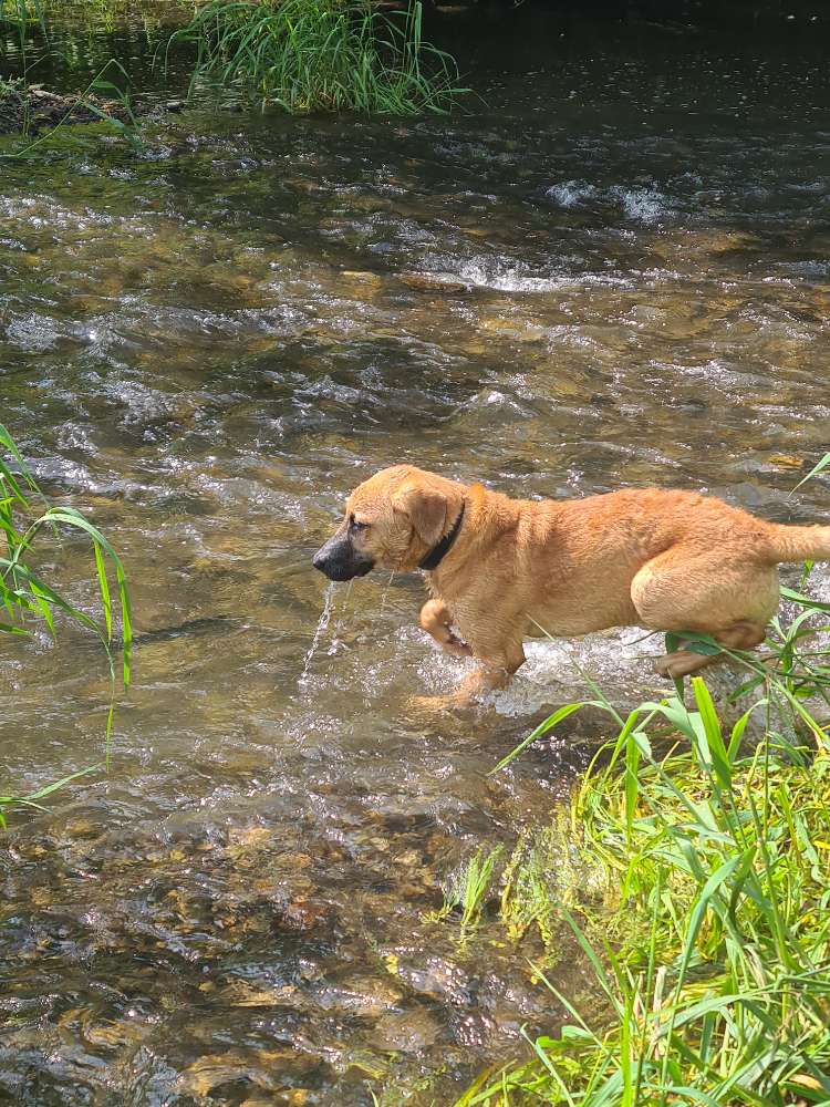 Hundetreffen-Soziale Kontakte-Profilbild