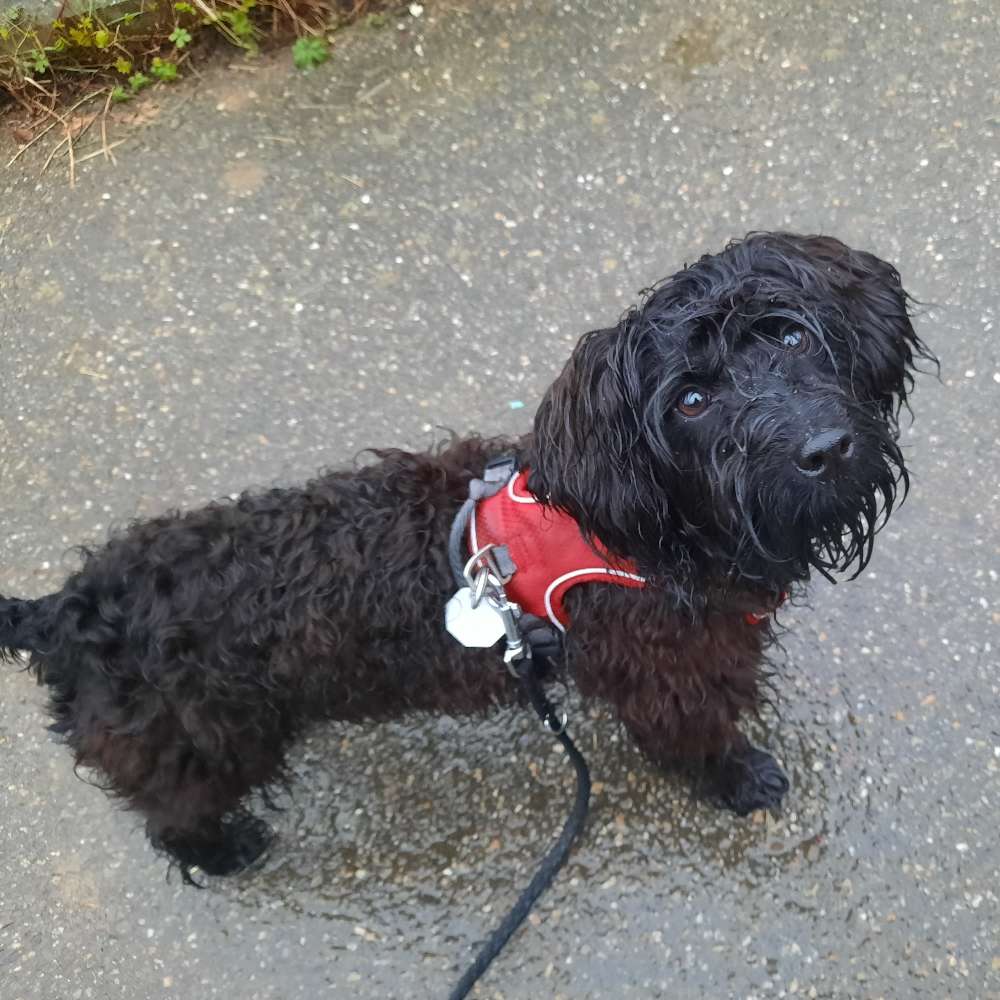 Hundetreffen-Treffen rund um  Pforzheim-Profilbild