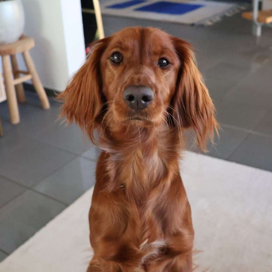 Hundetreffen-Kurze Spaziergangsfreunde gesucht für unsere Holly-Profilbild