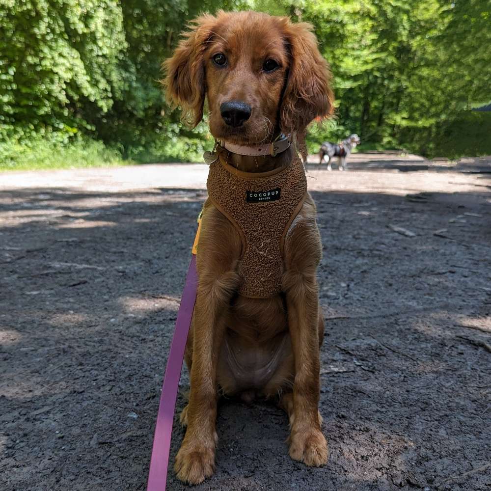 Hundetreffen-Kurze Spaziergangsfreunde gesucht für unsere Holly-Profilbild