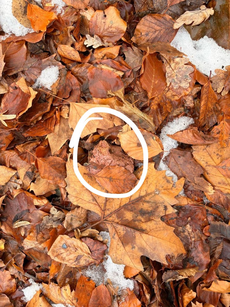 Giftköder-Giftköder-Profilbild