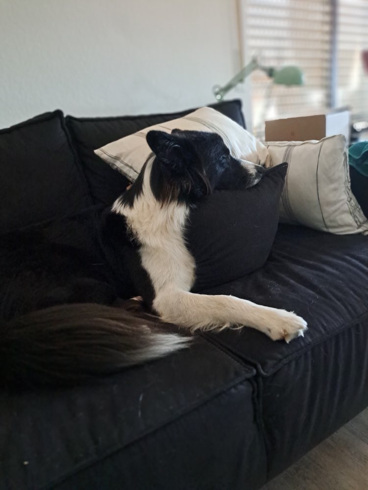 Hundetreffen-Spielpartner für aktiven Aussi gesucht:)-Profilbild