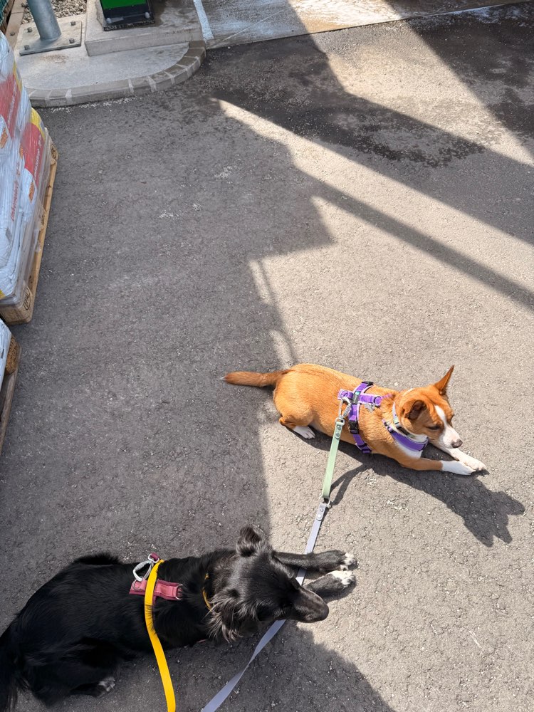 Hundetreffen-Gemeinsamer Spaziergang/Begegnungen üben-Profilbild