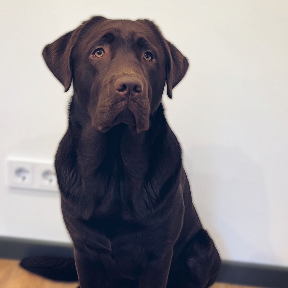 Hundetreffen-Spieltreffen Hundewiese Kelsterbach-Profilbild