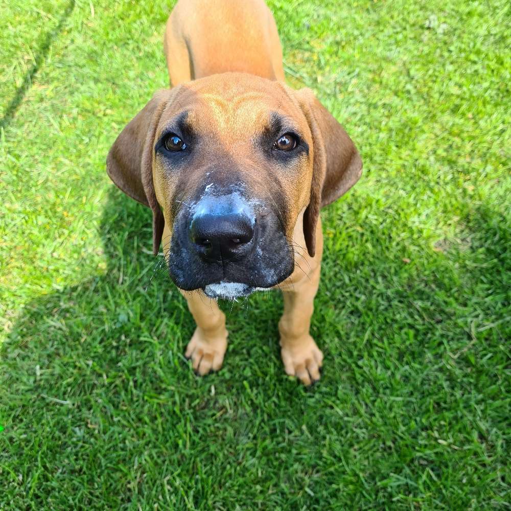 Hundetreffen-Treffen Junghunde mittlerer & großer Rassen-Profilbild