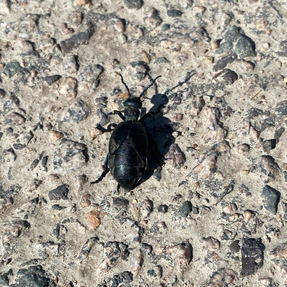 Giftköder-Ölkäfer (hochgiftig)-Profilbild