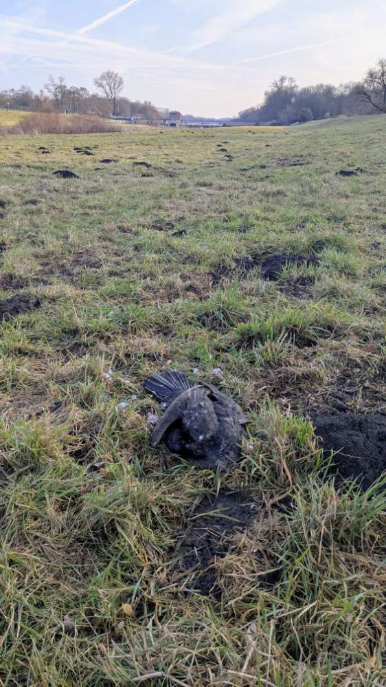 Giftköder-Kadaver eines Kormoran-Profilbild