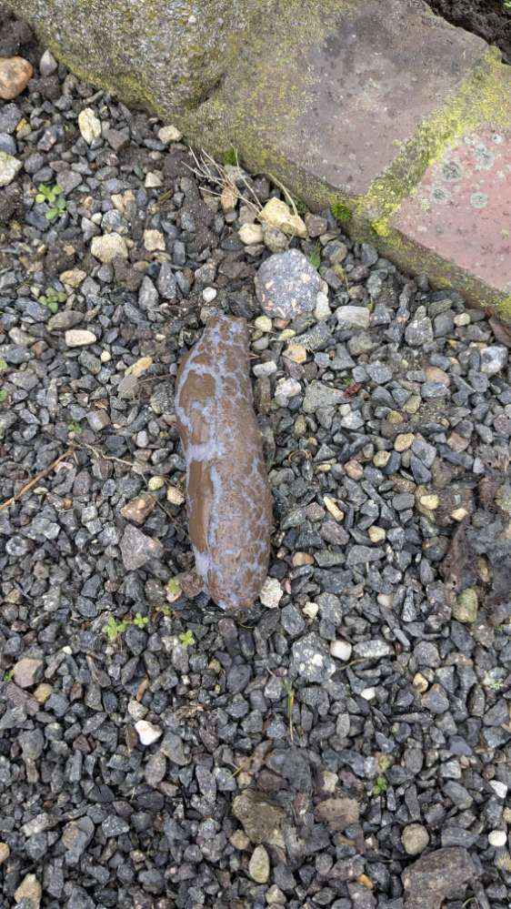 Giftköder-Giftköder-Profilbild