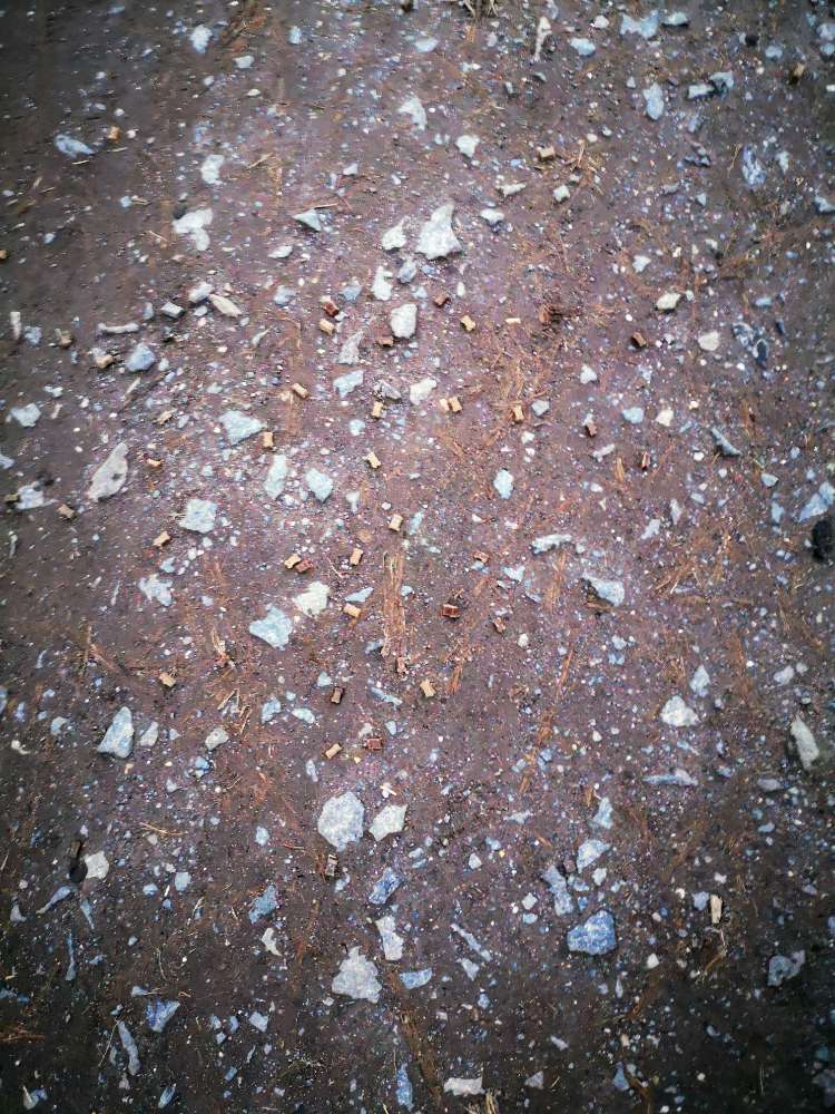 Giftköder-Verstreutes Trockenfutter-Profilbild