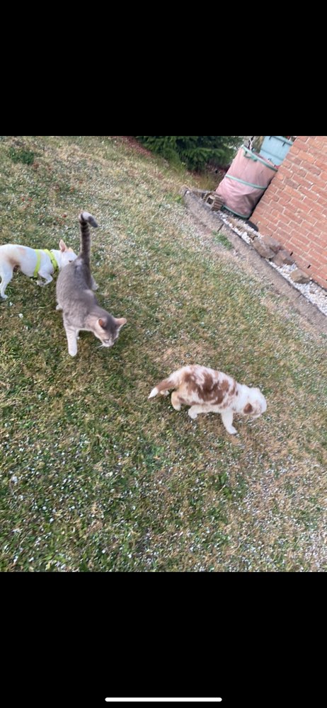 Hundetreffen-Welpenstunde-Profilbild