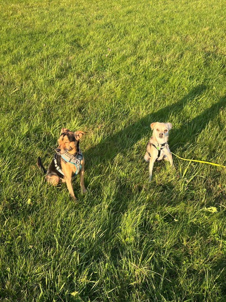 Hundetreffen-Spielgruppe für kleine Hunde-Profilbild