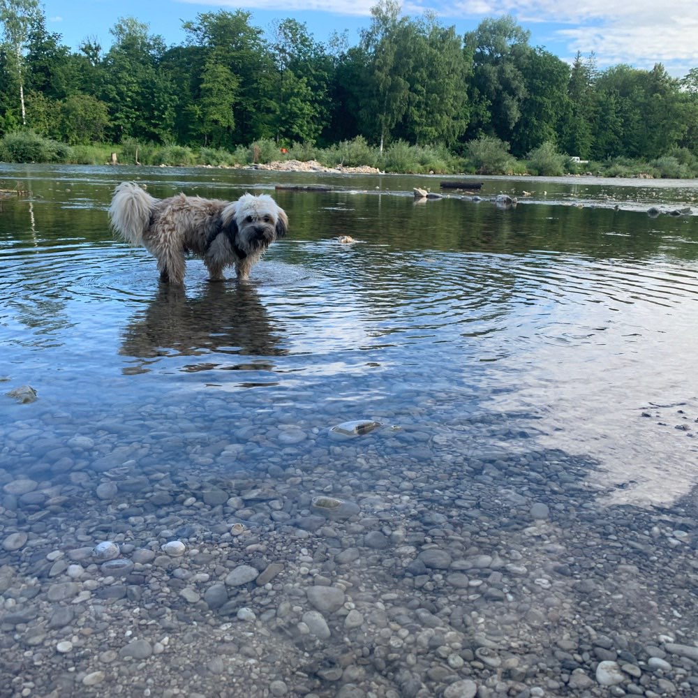 Hundetreffen-Spieldate an der Isar-Profilbild