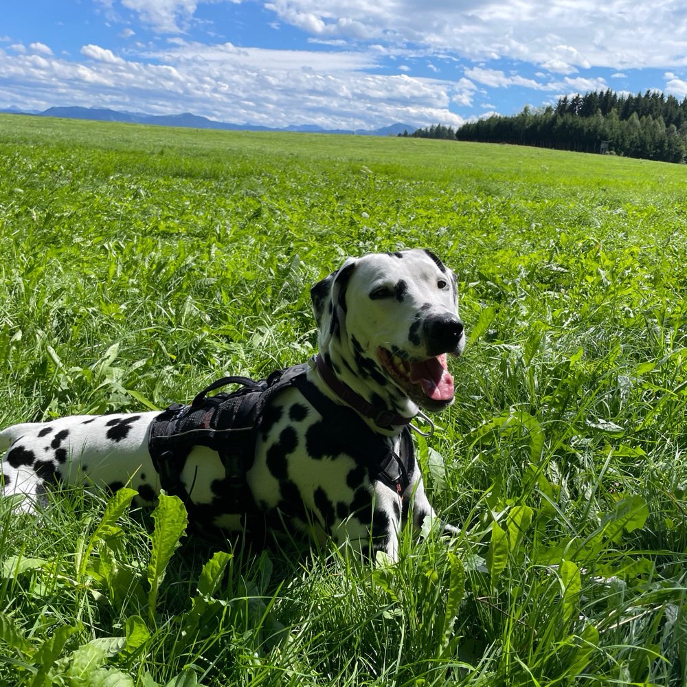 Hundetreffen-Gassirunde beim Tobias in Durach-Profilbild
