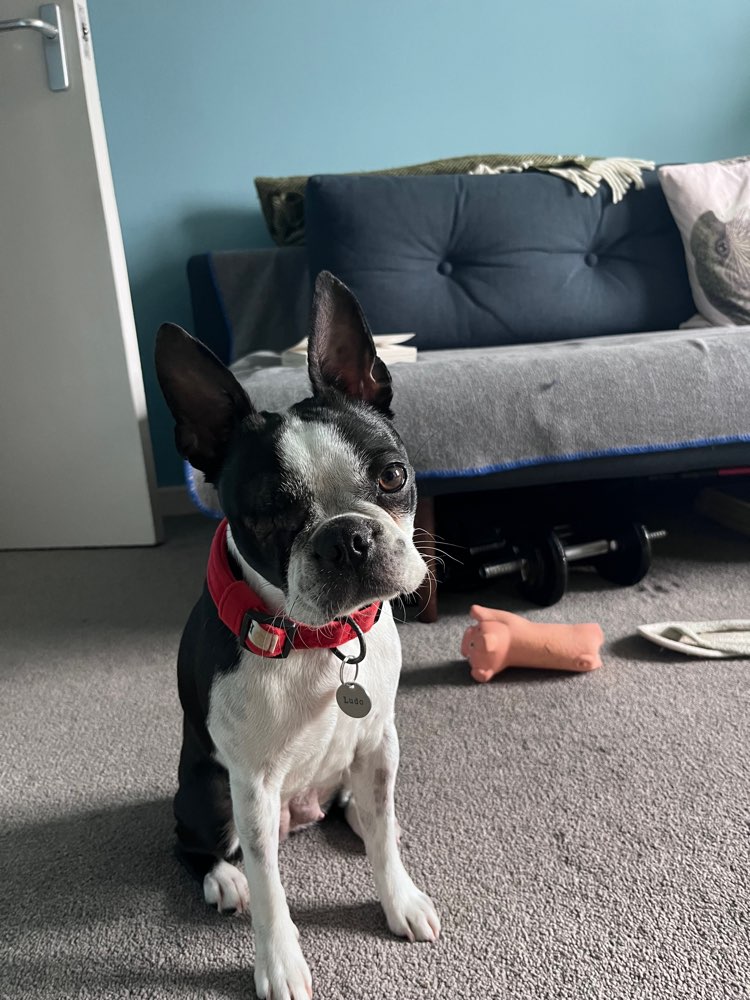 dog-meetup-Walking with puppies or small dogs-profile-image