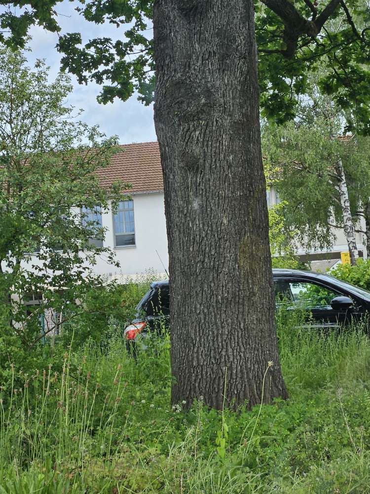 Giftköder-Eichenprozessionsspinner-Profilbild