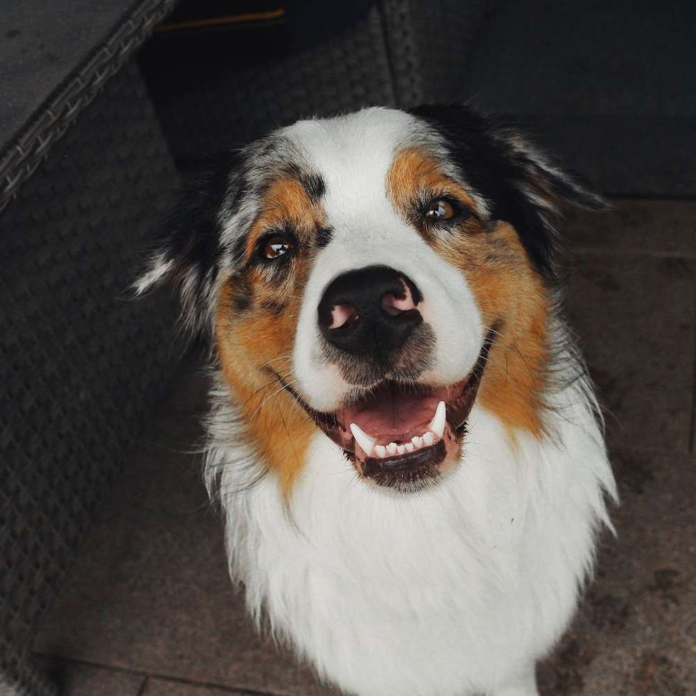 Hundetreffen-Hundetreff Ludwigsfelde Umgebung-Profilbild