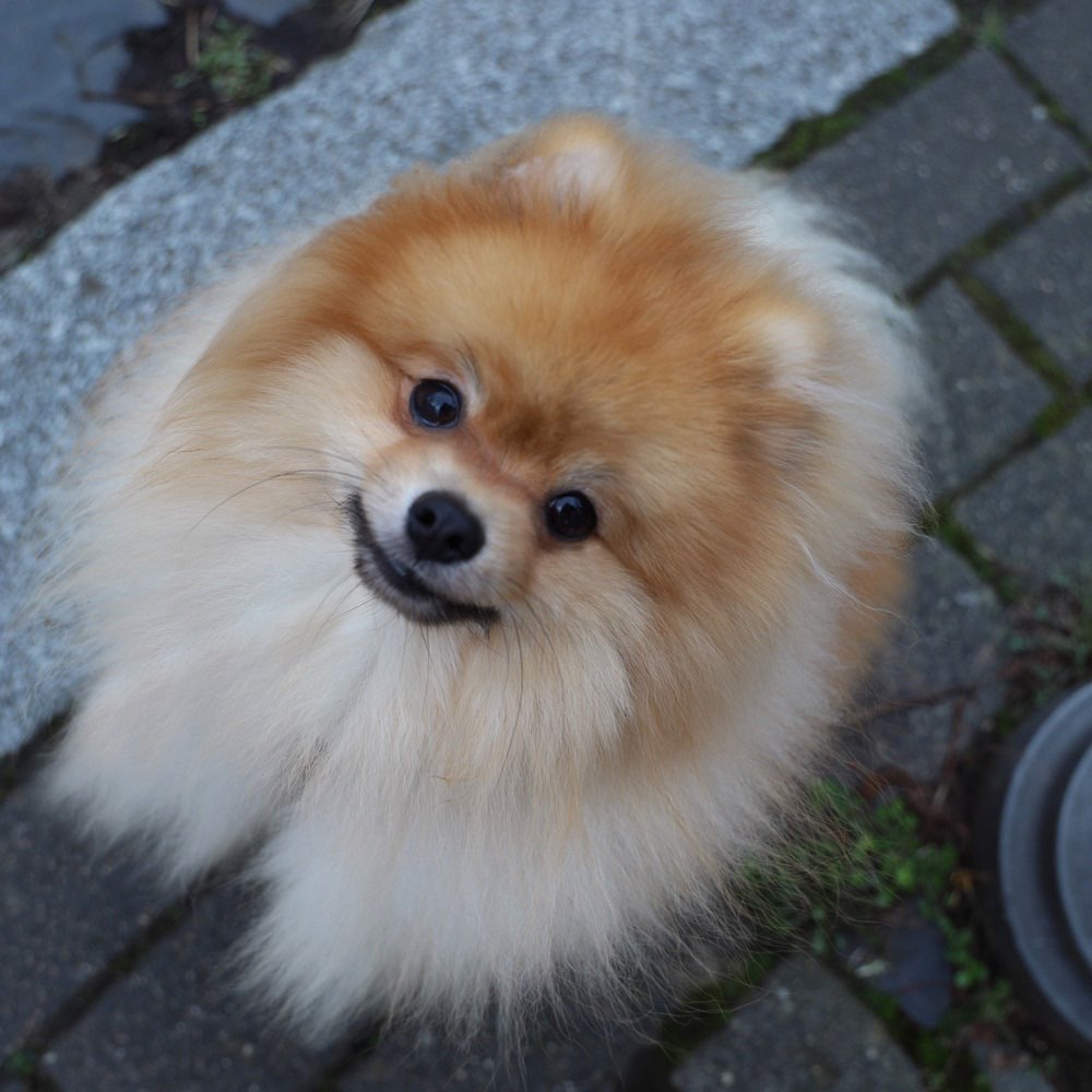 Hundetreffen-Bekanntschaft für Henry gesucht zwecks Sozialisierung etc.-Profilbild