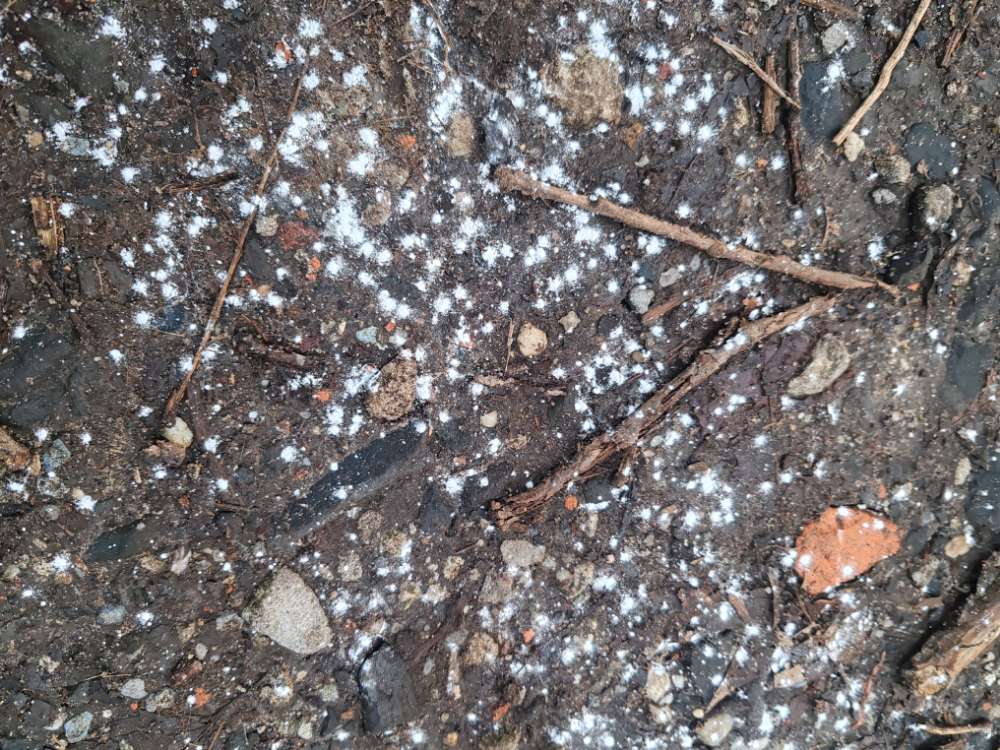 Giftköder-unbekannte Pulverfährte-Profilbild