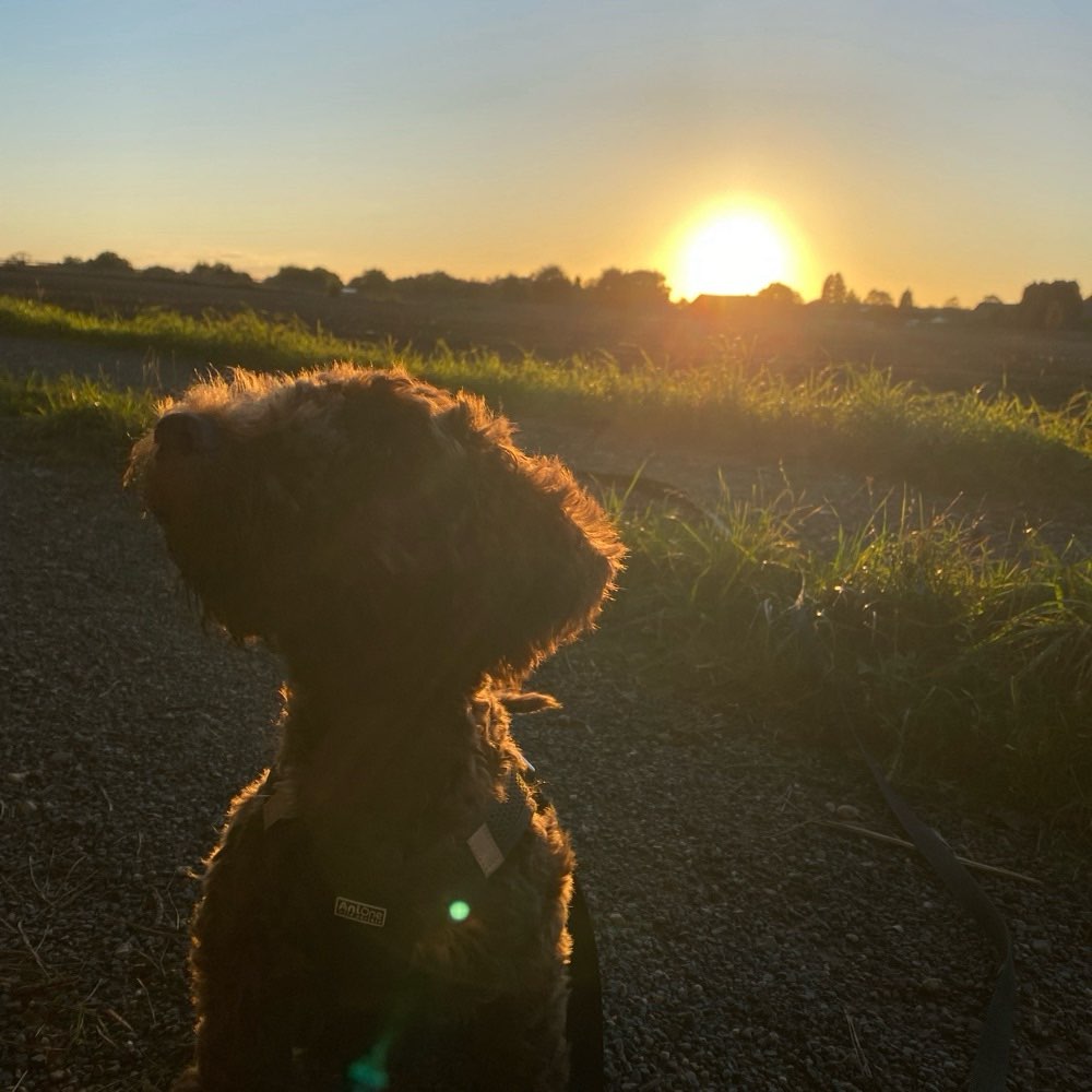 Hundetreffen-Welpen Spieltreffen-Profilbild