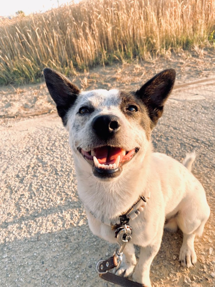 Hundetreffen-Hundebegegnung/Spieletreffen/Gassirunde-Profilbild