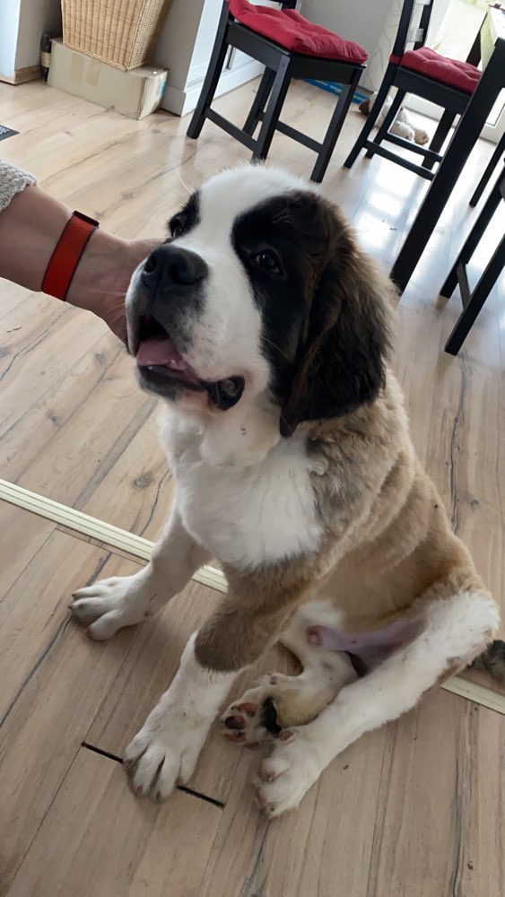 Hundetreffen-Spielen-Profilbild