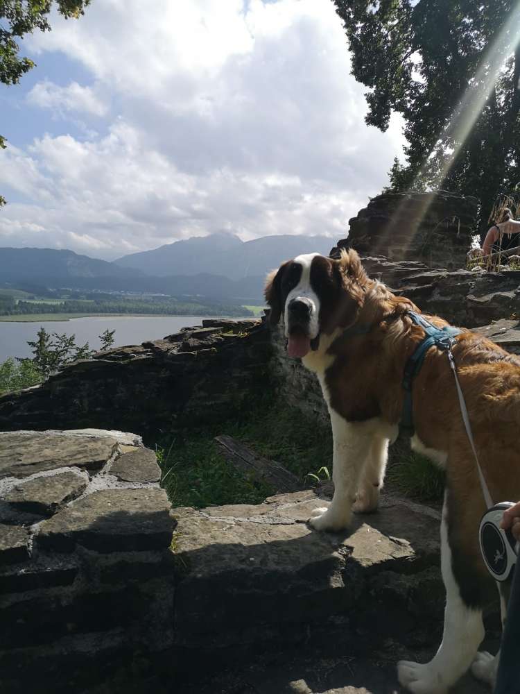 Hundetreffen-Schnüffelrunde 😃-Profilbild