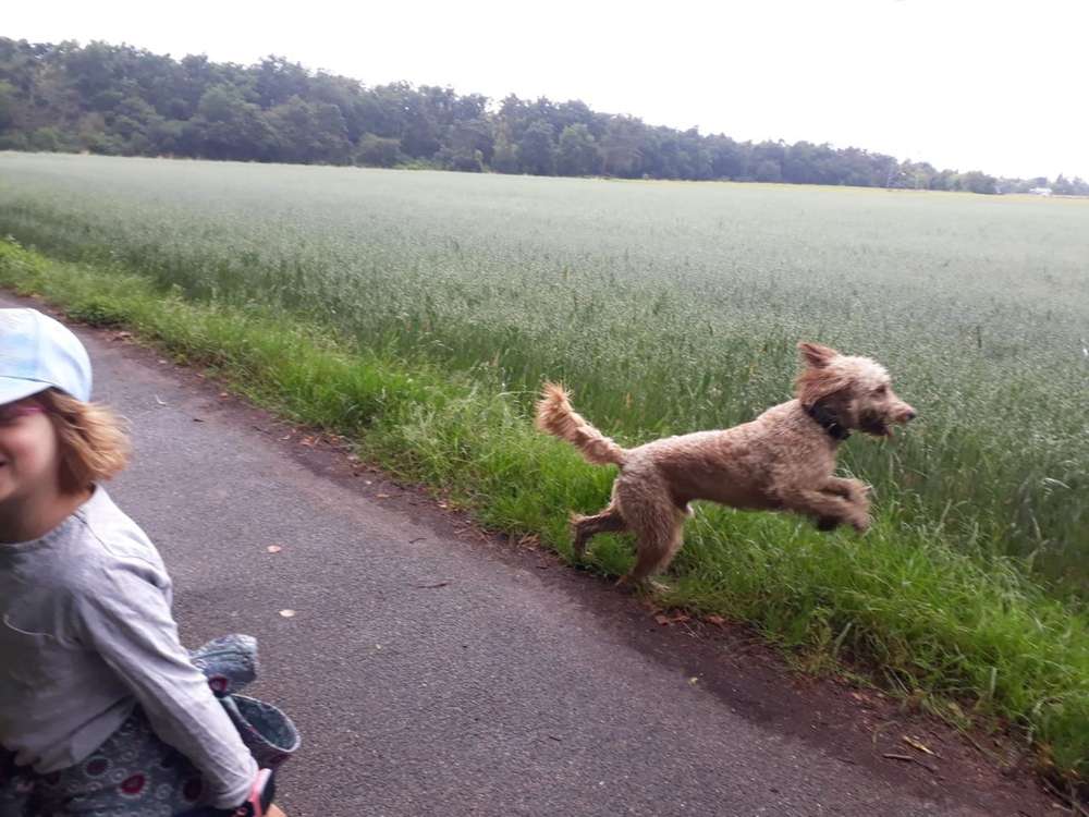 Hundetreffen-Spielkamerade-Profilbild