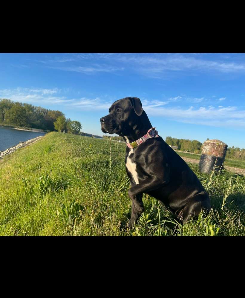 Hundetreffen-Gassi und spiele Treffen mit Amy-Profilbild