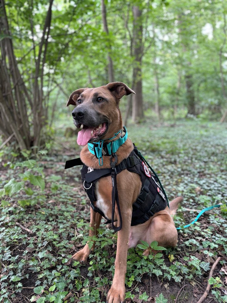 Hundetreffen-Hundebegegnungstraining & Spaß-Profilbild