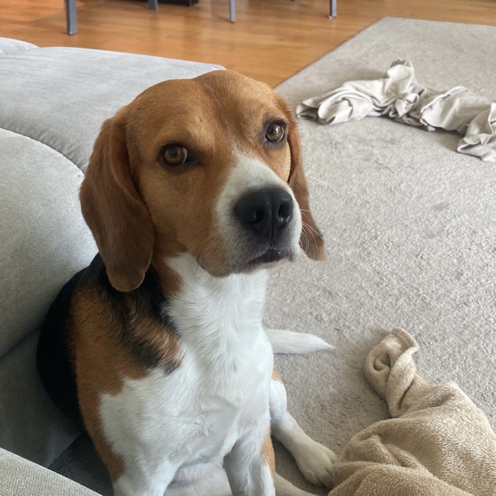 Hundetreffen-Beagle Treffen-Profilbild