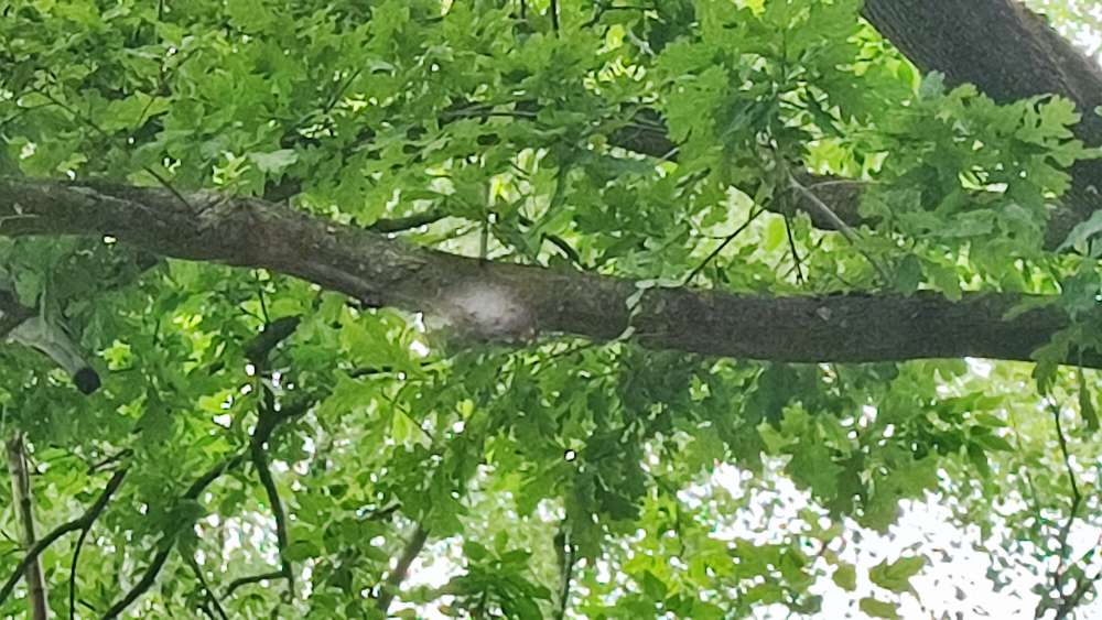 Giftköder-Eichenprozessionsspinner-Profilbild