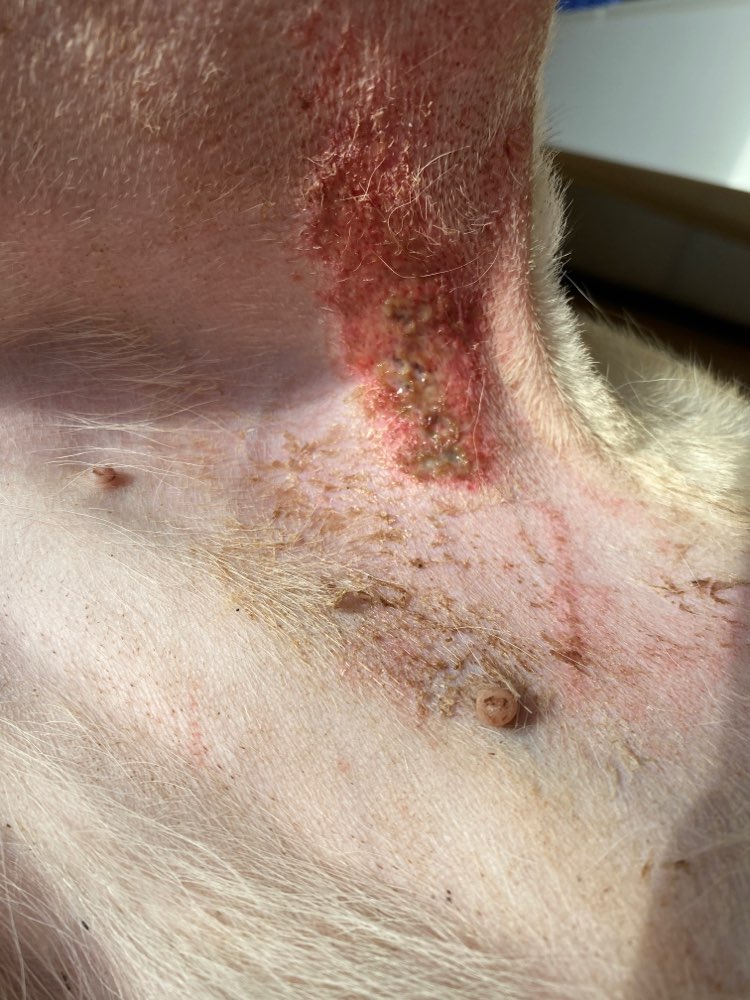 Giftköder-Unbekannte Säure/Chemie-Profilbild