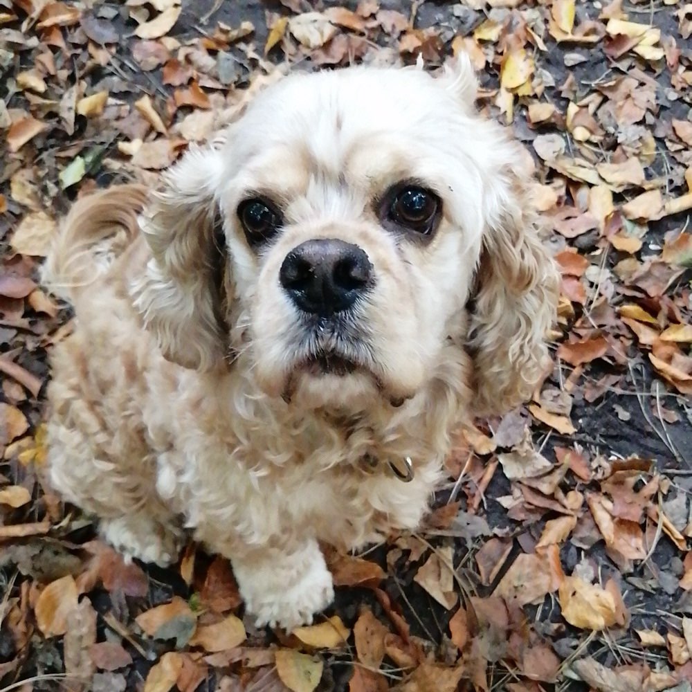 Hundetreffen-Gassi- und Spielrunden-Profilbild