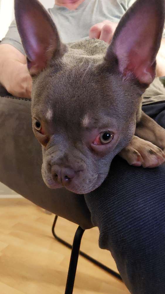 Hundetreffen-Hundebetreuung-Profilbild